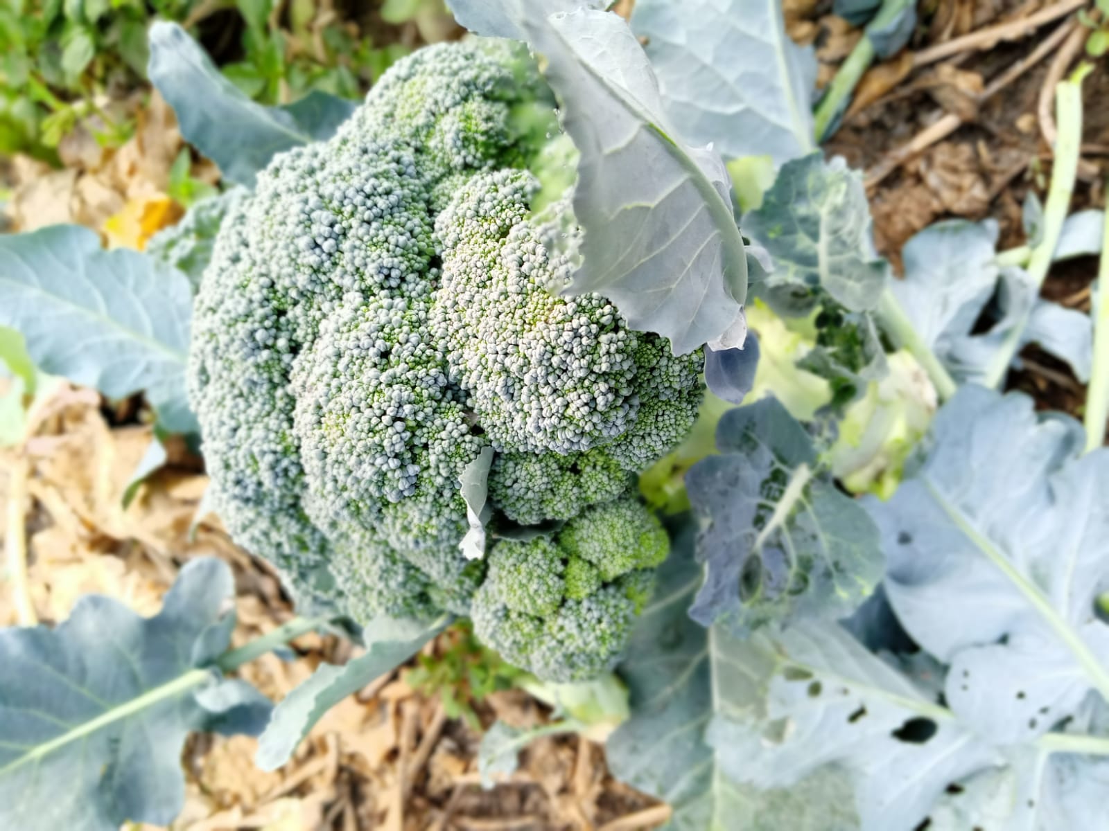 brocoli