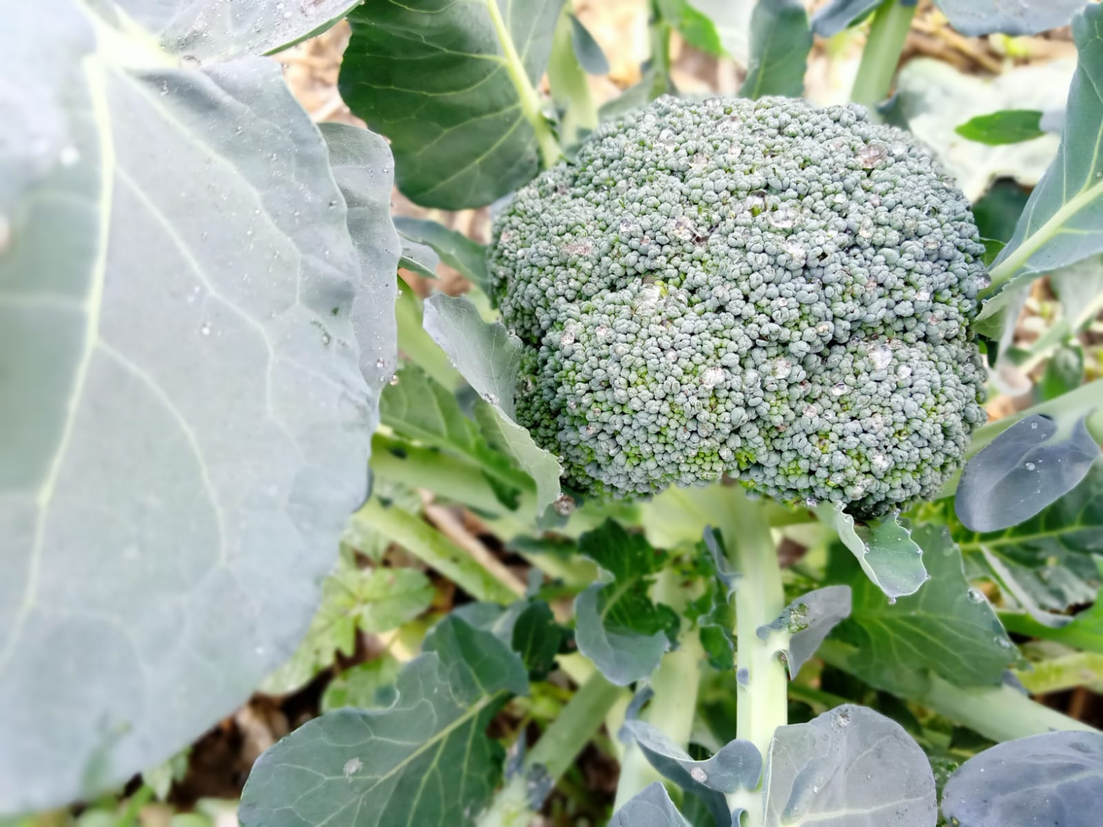 brocoli2