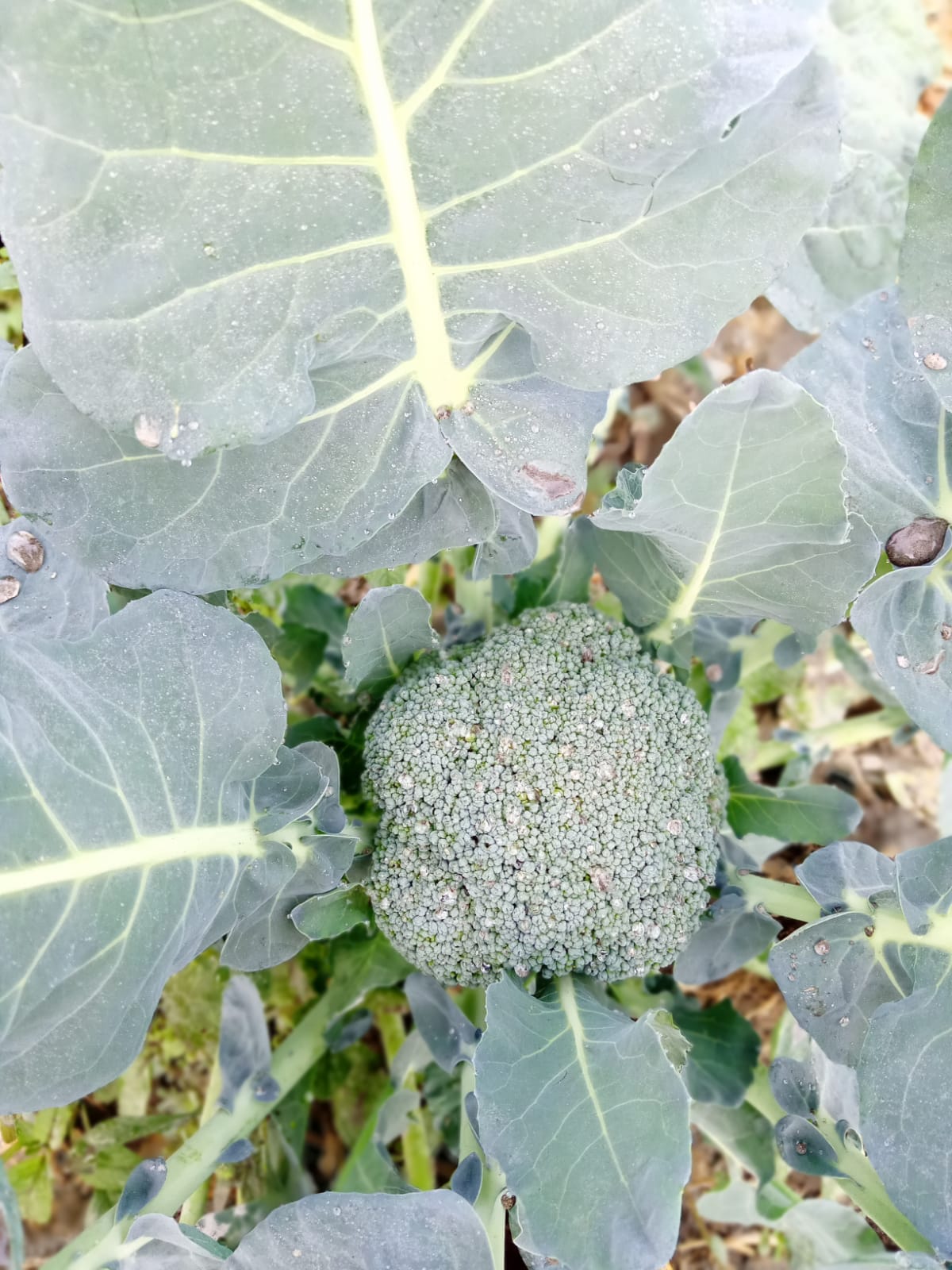 brocoli3