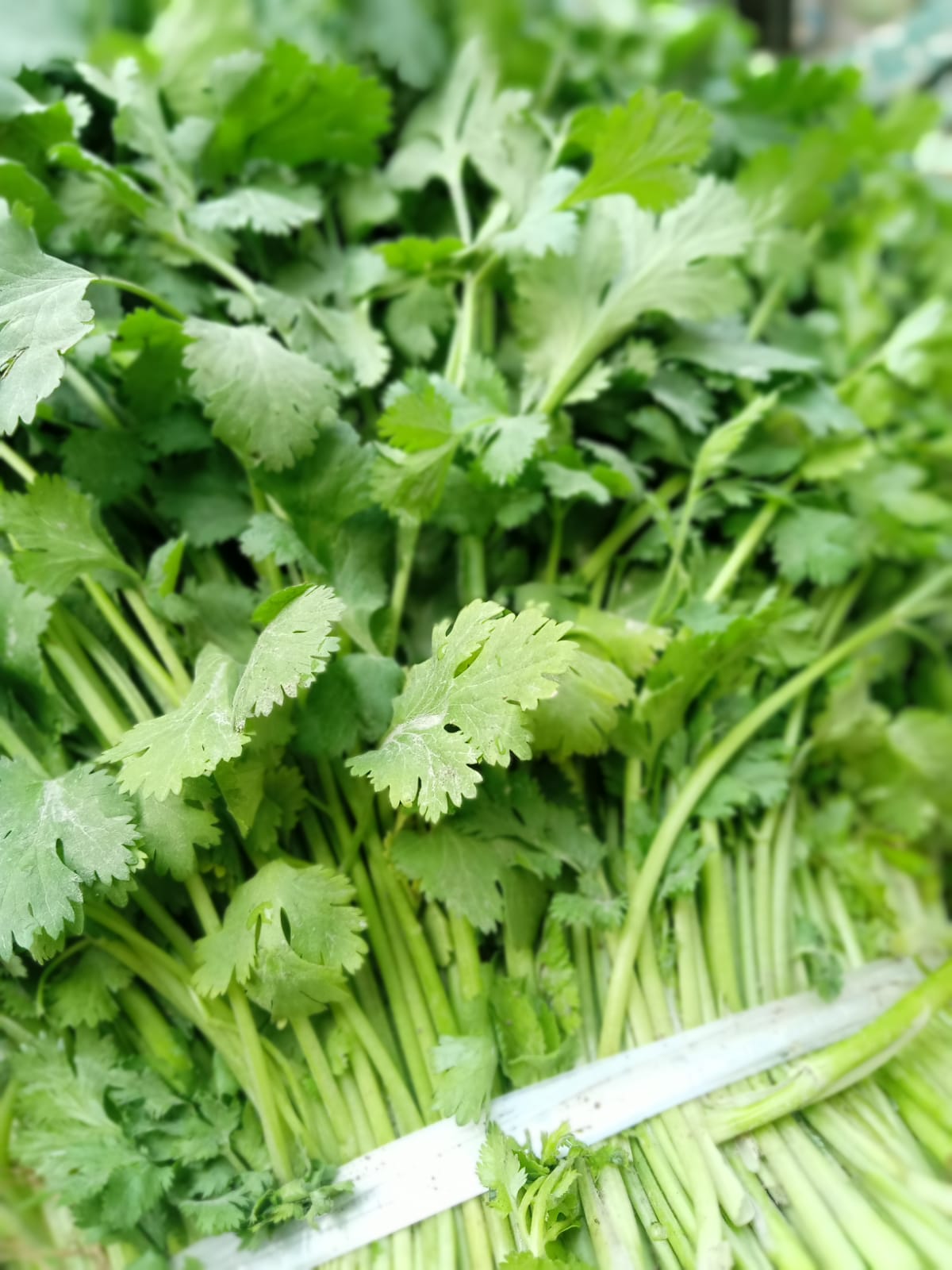 cilantro