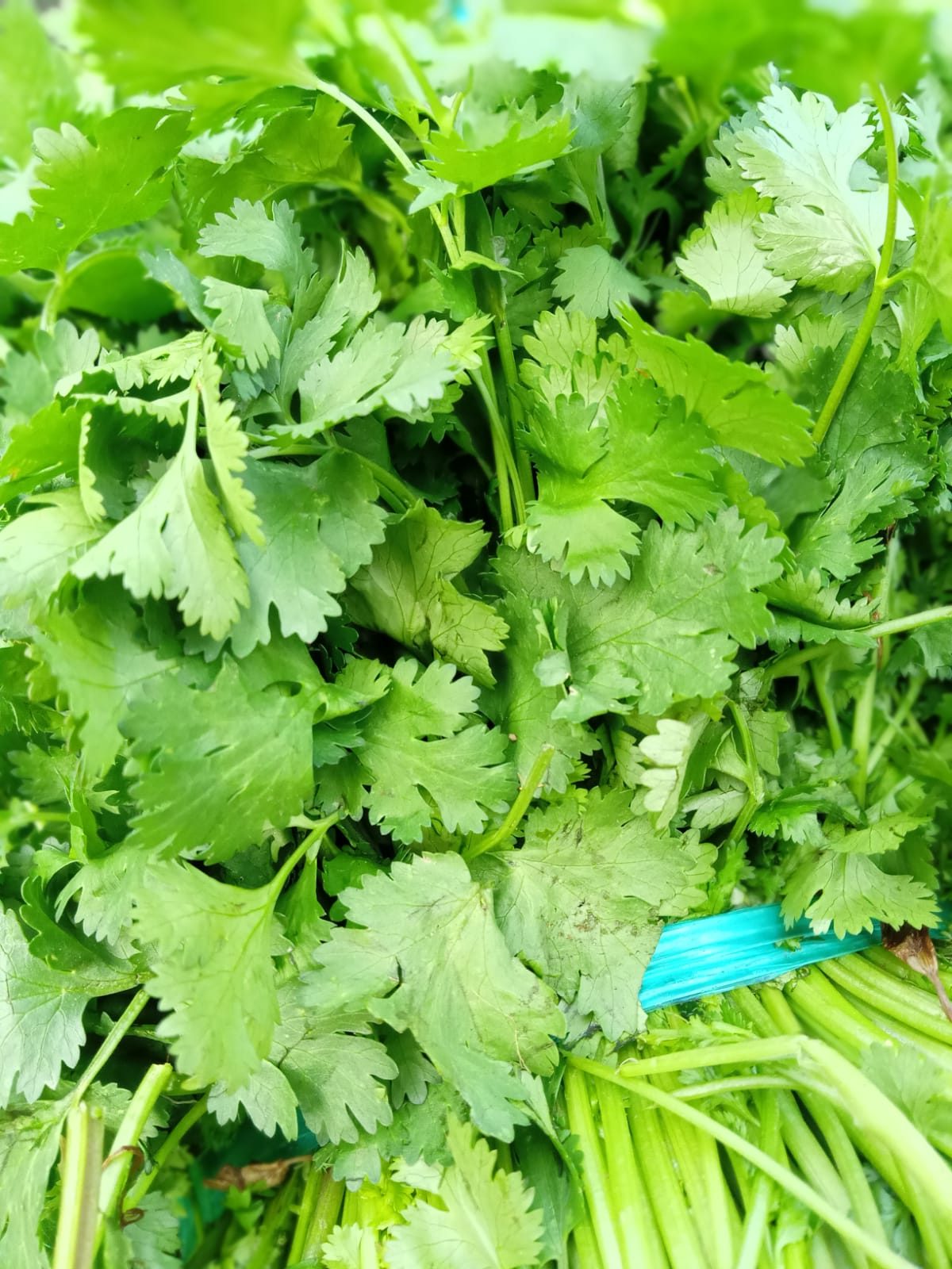 cilantro2