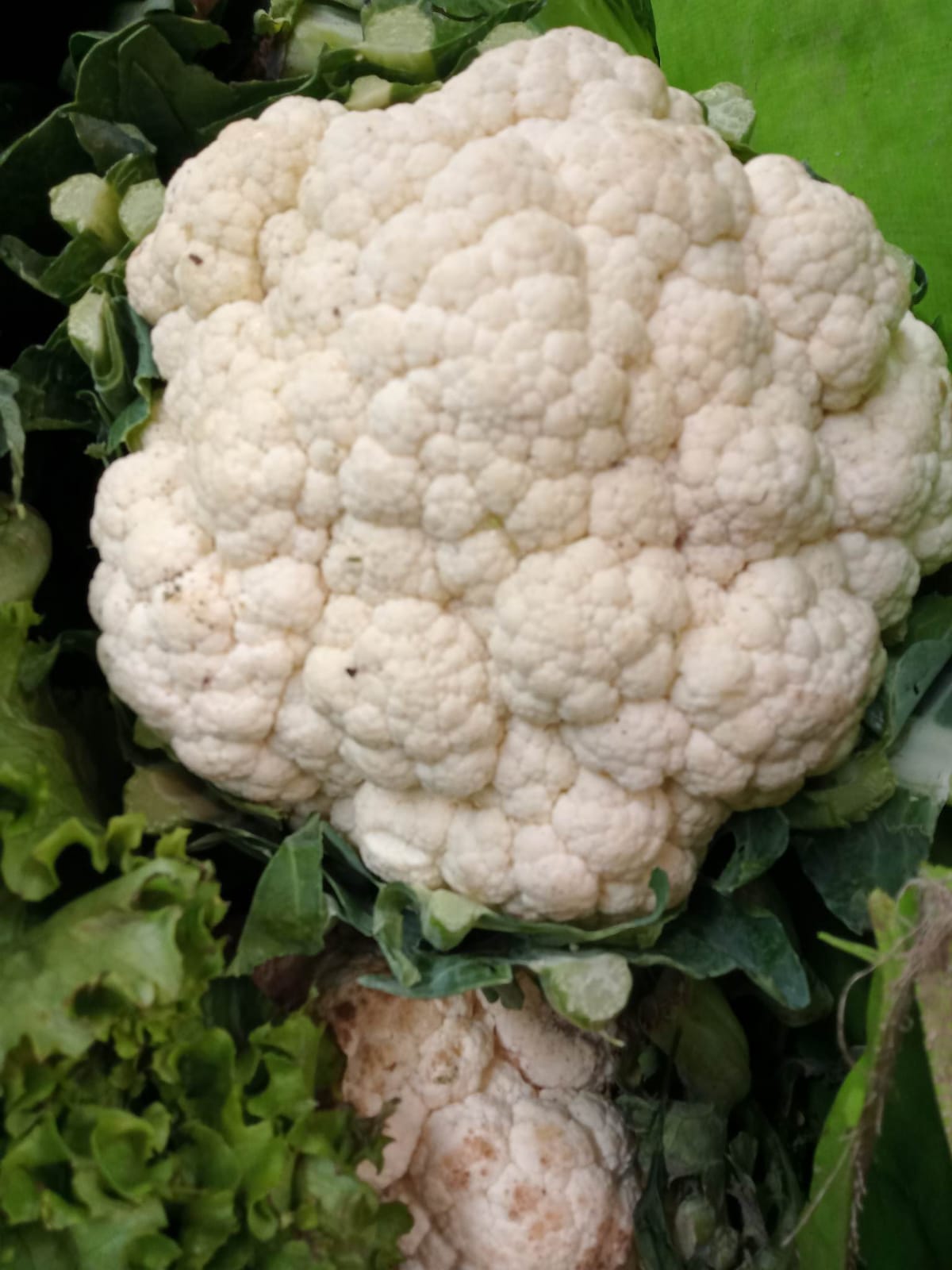 coliflor2