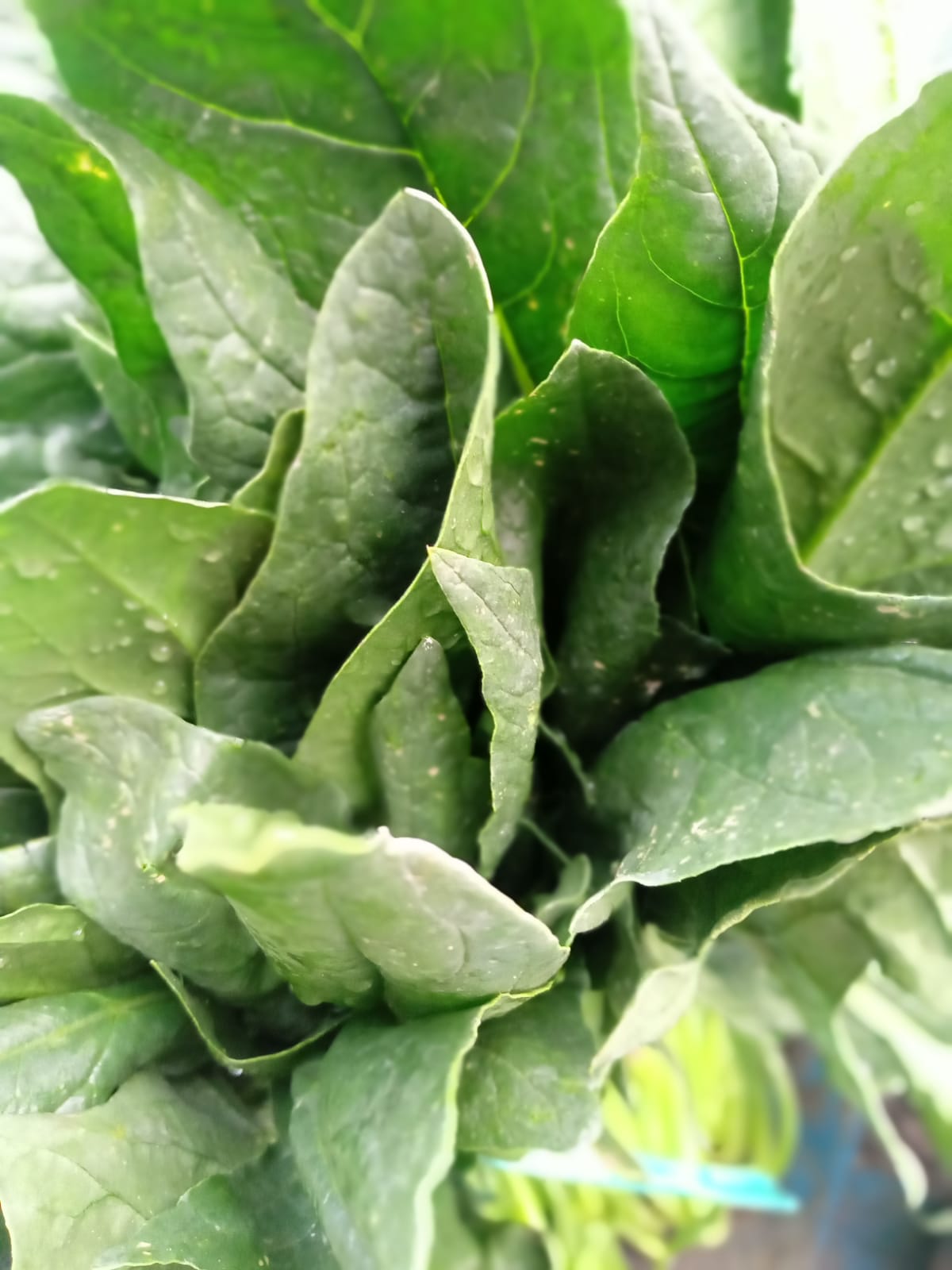 espinaca3