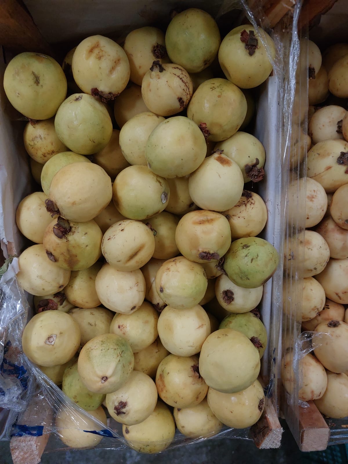 guayaba