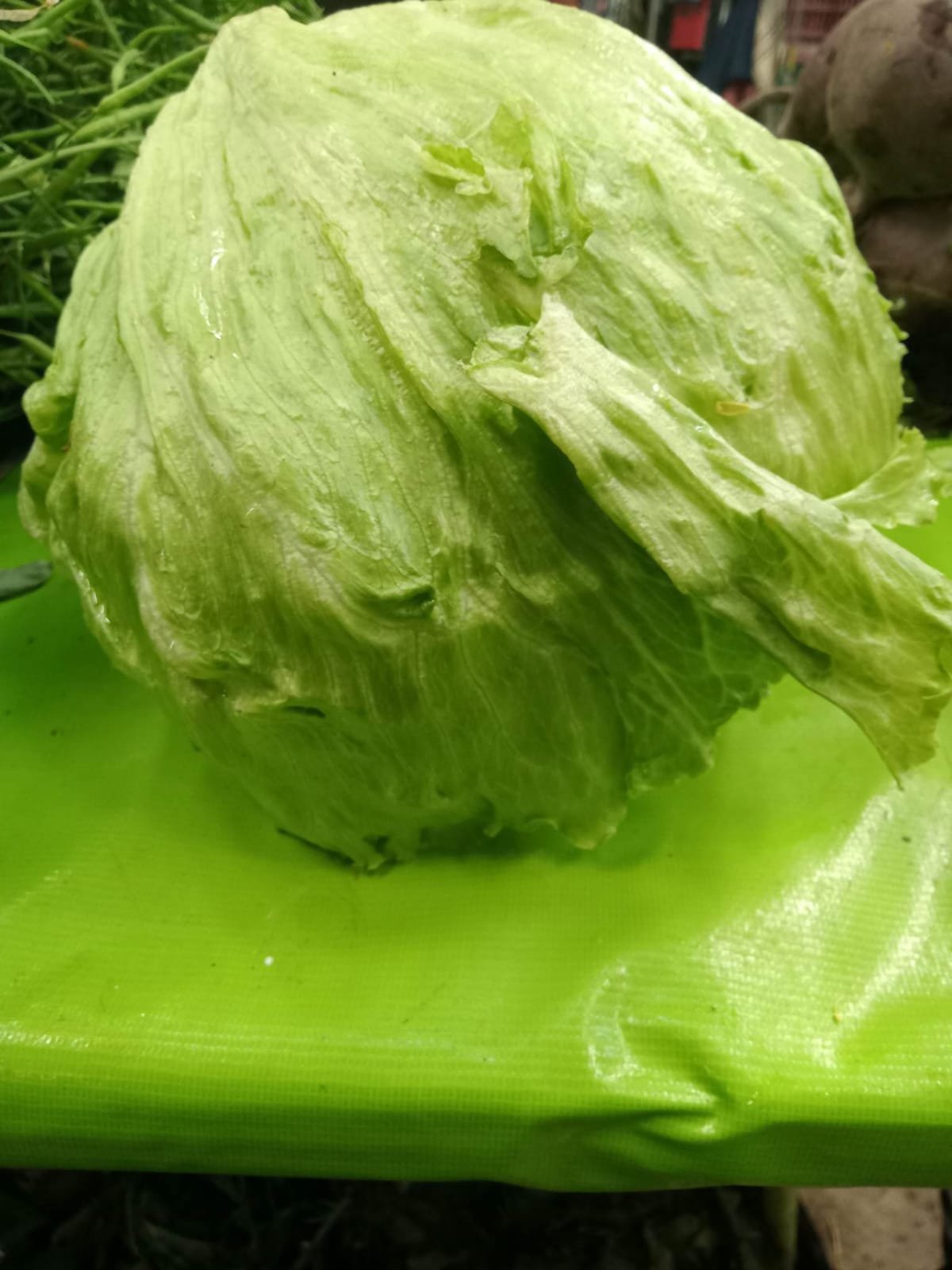 lechuga