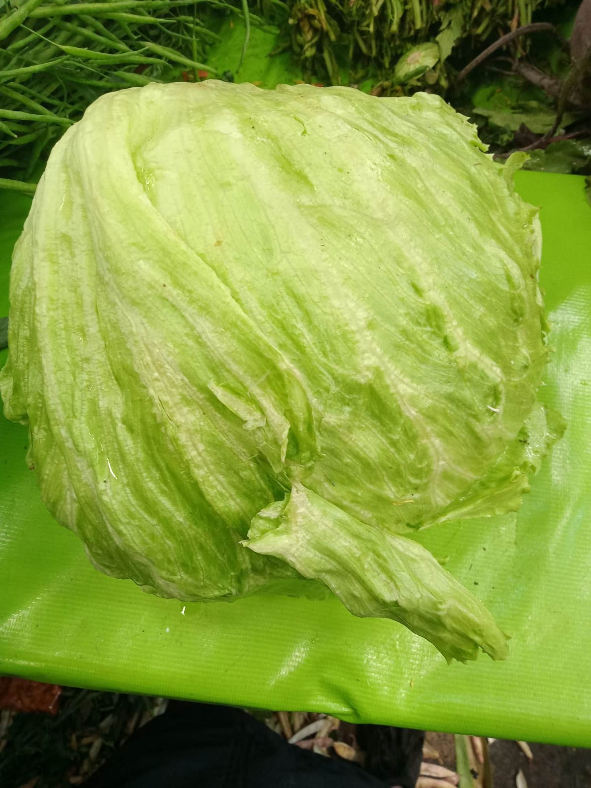 lechuga2